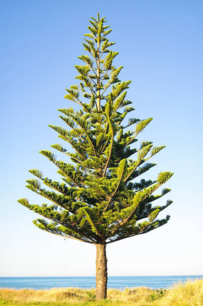 White Pine Fir - Thumbnail 3